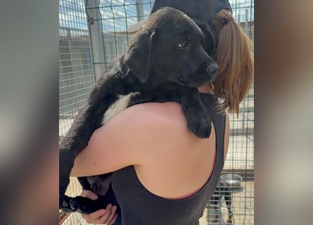 Welpe Nero sucht seine Familie (D/CH/LUX)