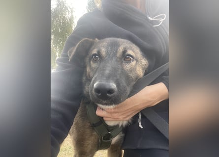 Joly sucht seine Person zum Ankommen