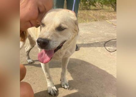 Max - seeehr verschmust u. lieb!