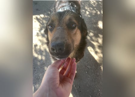 Raya - wartet seit 8 Jahren im Tierheim 