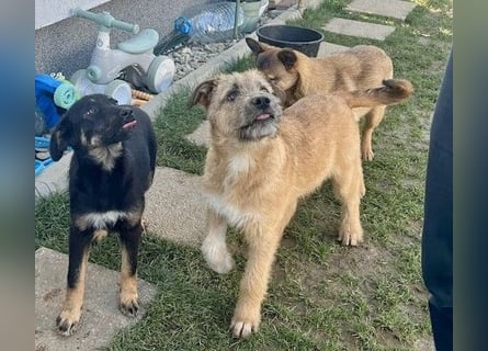 Welpe Leia - kennt Hunde, Katzen, Kinder (Vermittlung D/ LUX/ CH)