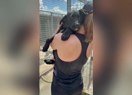 Welpe Nero sucht seine Familie (D/CH/LUX)