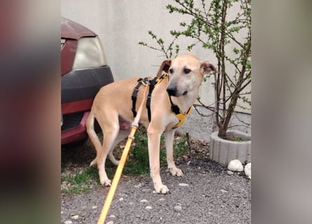 Leni - sehr lieb + sanft