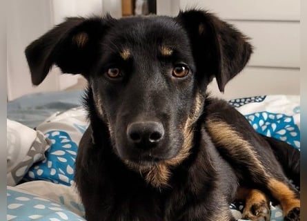 Welpe Leia - kennt Hunde, Katzen, Kinder (Vermittlung D/ LUX/ CH)