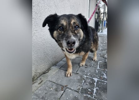 Kiruna sucht endlich ihr Körbchen