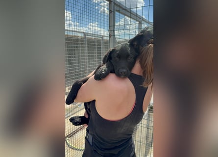 Welpe Nero sucht seine Familie (D/CH/LUX)