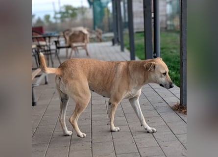 Leni - sehr lieb + sanft