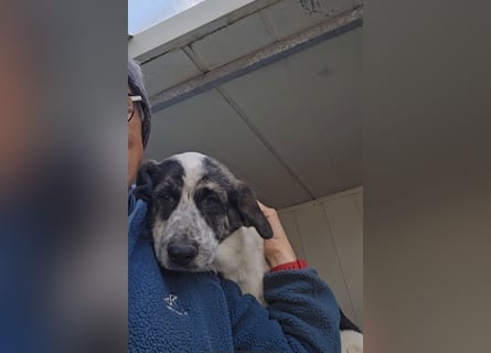 Clarita: sie wünscht sich viele Streichelhände