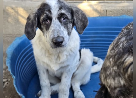 Cassian: er liebt spielen und kuscheln