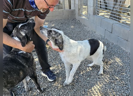 Cassian: er liebt spielen und kuscheln