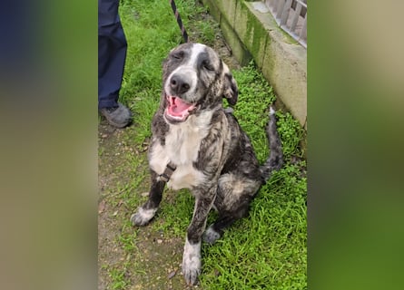 Chandra: sie ist der Sonnenschein im Rudel