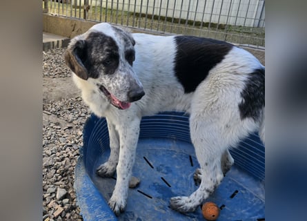 Cassian: er liebt spielen und kuscheln