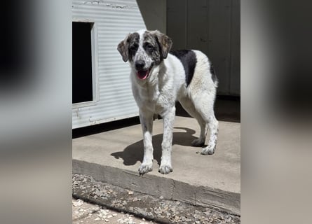 Cassian: er liebt spielen und kuscheln