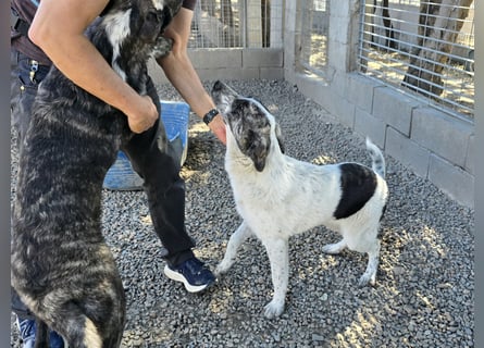 Cassian: er liebt spielen und kuscheln