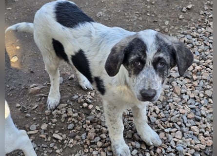 Cassian: er liebt spielen und kuscheln