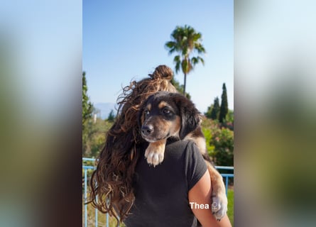 Thea und ihre Geschwister suchen noch ein Zuhause