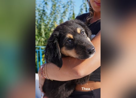Thea und ihre Geschwister suchen noch ein Zuhause