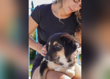 Thea und ihre Geschwister suchen noch ein Zuhause