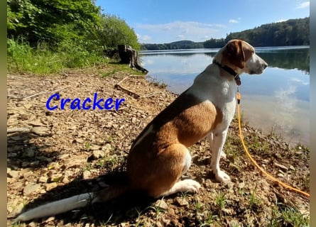 Cracker 10/2021 (in Deutschland) - ausgeglichener und verschmuster Rüde!