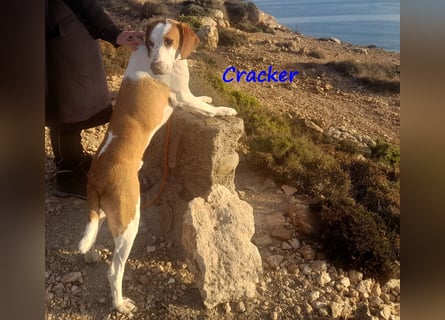 Cracker 10/2021 (in Deutschland) - ausgeglichener und verschmuster Rüde!