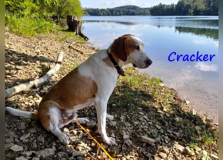Cracker 10/2021 (in Deutschland) - ausgeglichener und verschmuster Rüde!