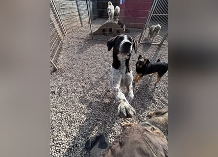 DAVIS will ankommen - ein Herz auf vier Pfoten