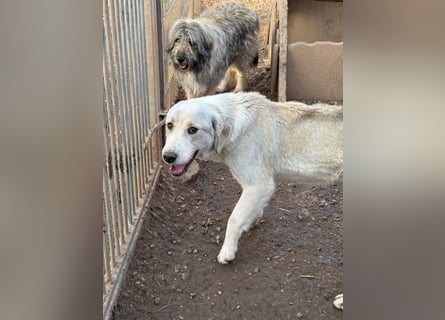 Der wachsame JANUS sucht ein Für Immer Zuhause