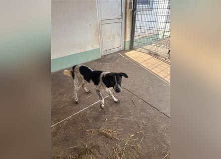 DAVIS will ankommen - ein Herz auf vier Pfoten