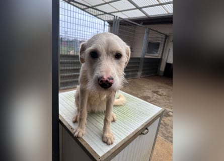 Die lebhafte Lumi sucht ihre Familie