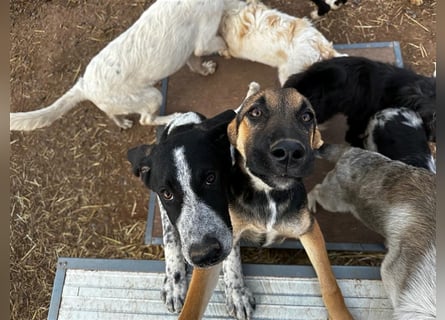 DAVIS will ankommen - ein Herz auf vier Pfoten