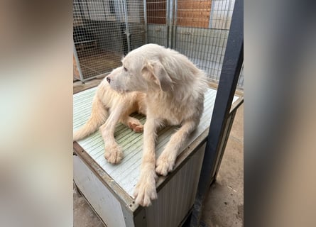 Die lebhafte Lumi sucht ihre Familie