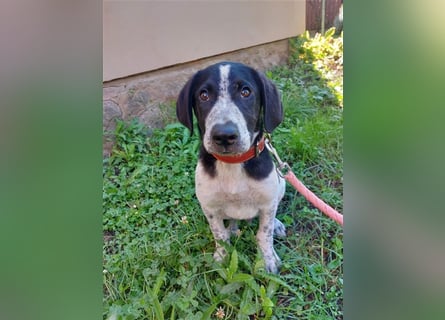 DAVIS will ankommen - ein Herz auf vier Pfoten