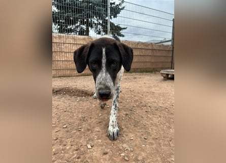 DAVIS will ankommen - ein Herz auf vier Pfoten