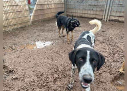 DAVIS will ankommen - ein Herz auf vier Pfoten