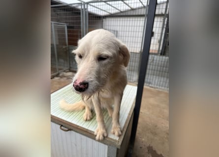 Die lebhafte Lumi sucht ihre Familie