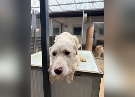 Die lebhafte Lumi sucht ihre Familie