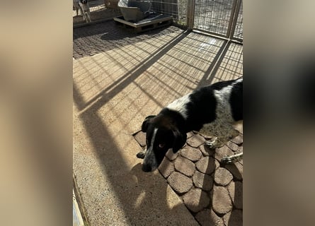 DAVIS will ankommen - ein Herz auf vier Pfoten