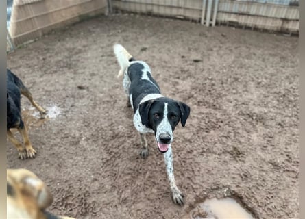 DAVIS will ankommen - ein Herz auf vier Pfoten