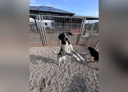 DAVIS will ankommen - ein Herz auf vier Pfoten