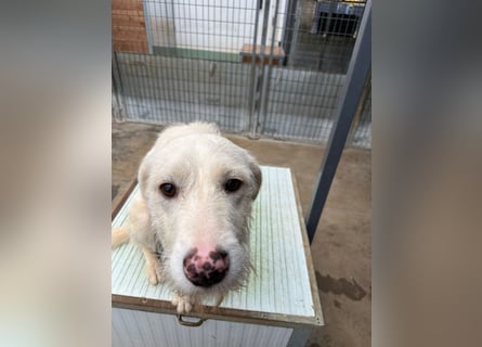 Die lebhafte Lumi sucht ihre Familie