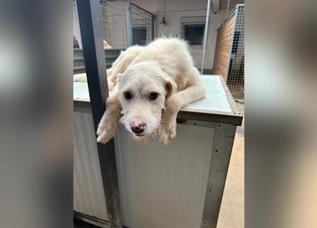 Die lebhafte Lumi sucht ihre Familie