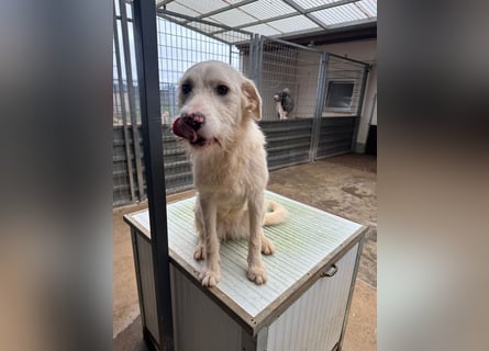 Die lebhafte Lumi sucht ihre Familie