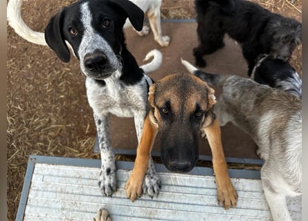 DAVIS will ankommen - ein Herz auf vier Pfoten