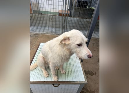 Die lebhafte Lumi sucht ihre Familie