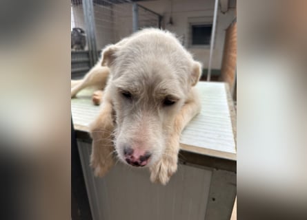 Die lebhafte Lumi sucht ihre Familie