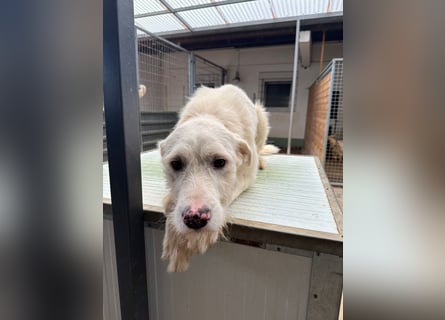 Die lebhafte Lumi sucht ihre Familie