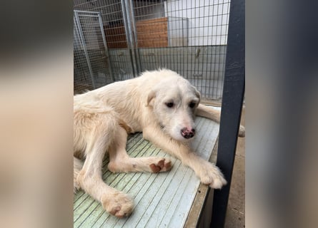 Die lebhafte Lumi sucht ihre Familie