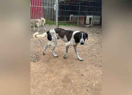 DAVIS will ankommen - ein Herz auf vier Pfoten