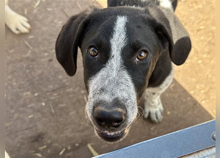 DAVIS will ankommen - ein Herz auf vier Pfoten