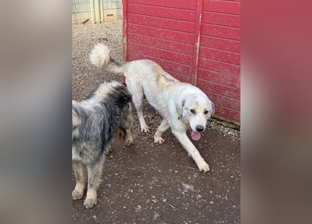 Der wachsame JANUS sucht ein Für Immer Zuhause